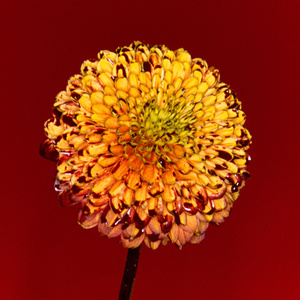 学生妹国产在线
